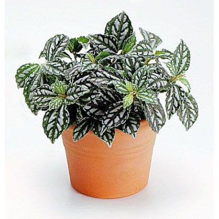 Aluminum Plant-Pilea Cadierei